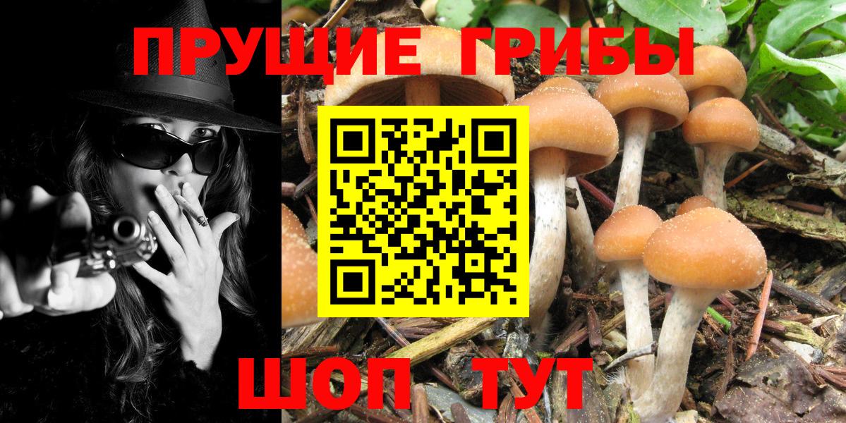 Псилоцибиновые грибы мицелий Тобольск